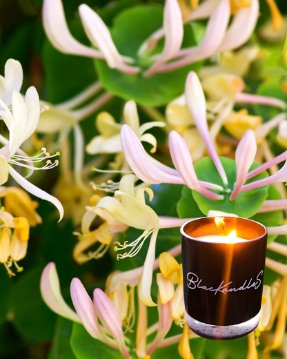 Japanese Honeysuckle KandleS