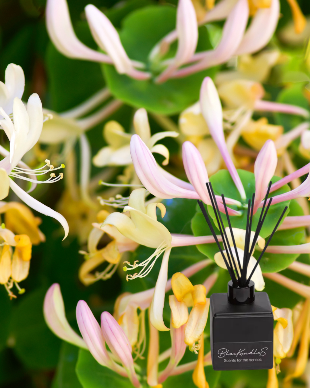 Japanese Honeysuckle Diffusers