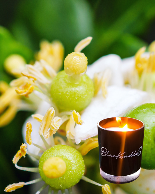 Kaffir Lime & Sandalwood KandleS