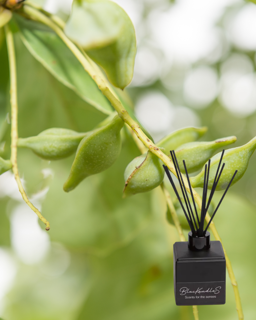 Wild Kakadu Plum Diffusers